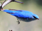 bluebird thumbnail graphic